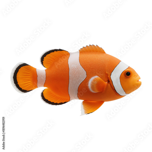 Clownfish Swimming in Clear Water of Coral Reef During Bright Daylight Hours