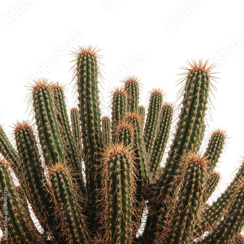 Cactus Growing in Bright Light Showcasing Many Tall Green Stems With Thorns