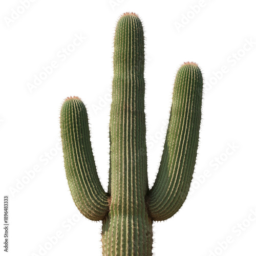 Cactus Stands Tall With Multiple Arms in a Desert Setting Under Clear Sky Dur...