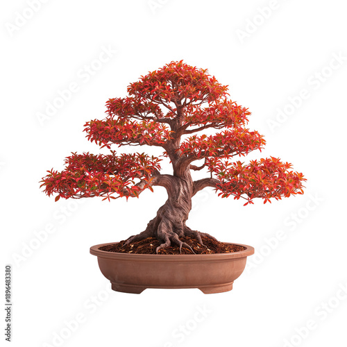 Bonsai Tree With Red Leaves in a Simple Pot on Display in a Bright Setting