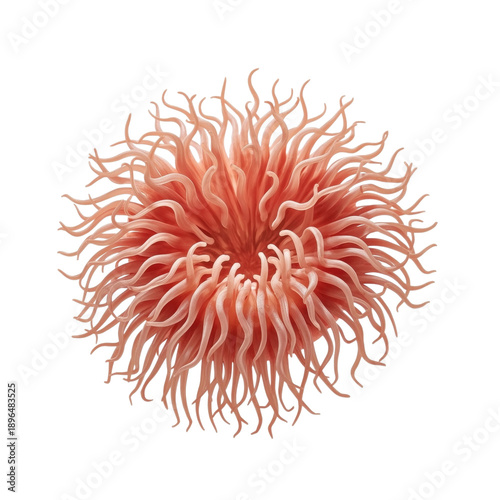 Unique Sea Creature With Long, Wavy Tentacles Found in the Ocean