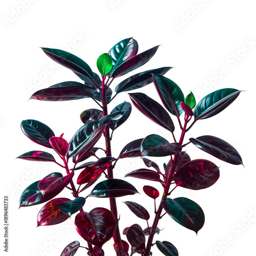 Beautiful Plant With Dark Leaves Growing Indoors Under Bright Light Conditions