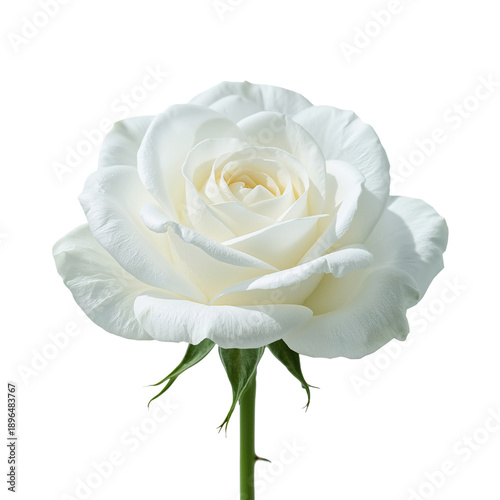 White Rose Showing Its Petals and Green Stem Against a Plain Background