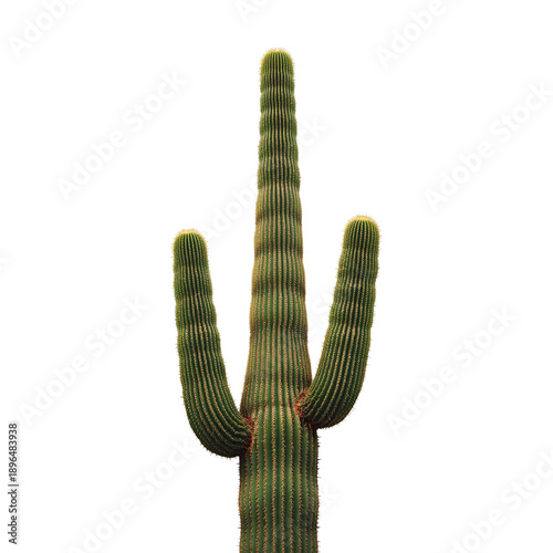 Cactus Standing Tall Under Bright Sunlight in a Desert Landscape During Morni...