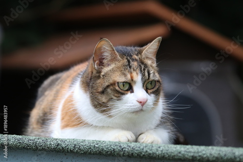 Colonia felina