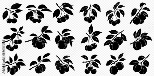 Obraz na płótnie Set of black silhouettes of cherry and plum branches with fruits and leaves, isolated on a white background