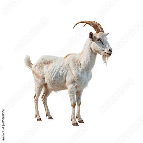 Goat Standing on White Background With Detailed Features and Prominent Horns