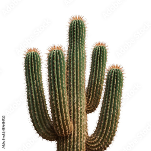 Cactus With Multiple Arms Stands Against a White Background in Sunny Weather