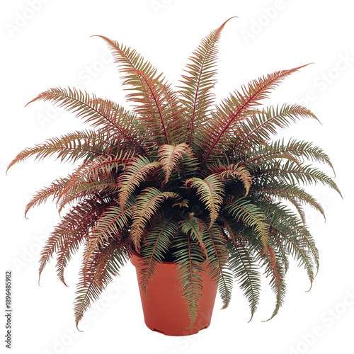 Fern Plant in a Brown Pot Sitting on a Table Under Bright Indoor Light