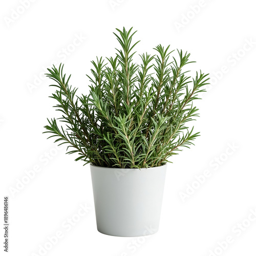 Growing Rosemary in a White Pot on a Clean Surface