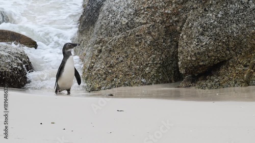 penguin on the beach, African penguin on the beach, penguin in the water, Spheniscus demersus, Cape penguin, South African penguin, cold water, Boulder Point, Bird, South Africa