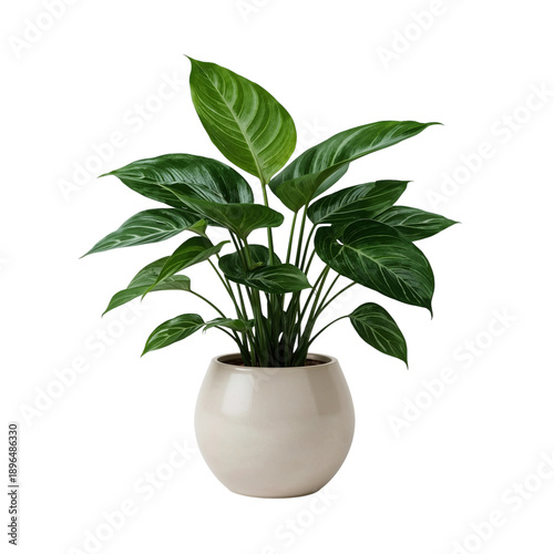 Houseplant in a Simple White Pot Placed Indoors on a Table Near a Window for ...