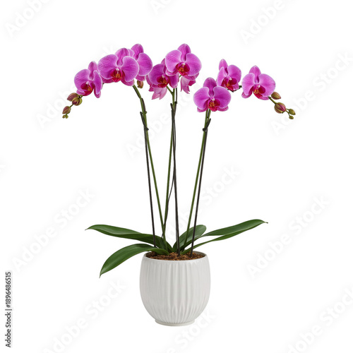 Bright Pink Orchids in a Decorative Pot Placed on a Simple Surface