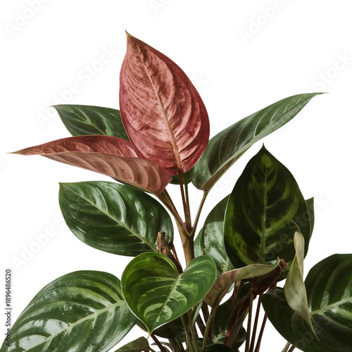 Green Plant With Red and Green Leaves in Bright Light Setting on a Plain Back...