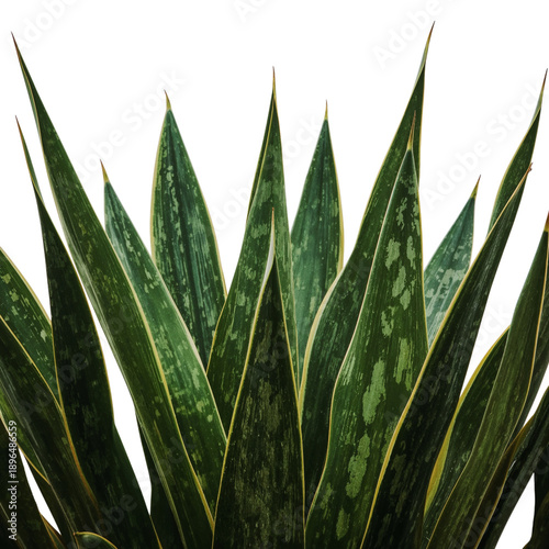 Indoor Plant With Long Green Leaves in a Simple Pot on a White Background