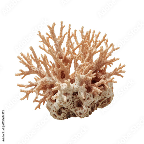 Coral Structure Showing Complex Branching Forms Found in Marine Environments