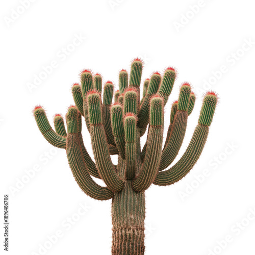 Cactus With Long Arms in Bright Light in a Simple Background