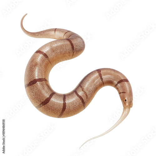 Brown Snake With Long Tongue Moves Across a Flat Surface in a Simple Setting ...