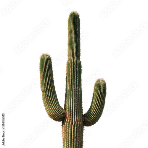 Cactus Stands Tall With Multiple Arms in a Desert Setting Under Clear Sky Dur...