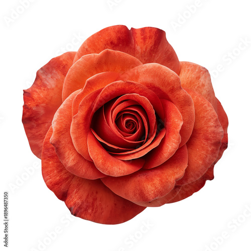 Close View of a Red Rose With Water Droplets on Its Petals in an Outdoor Setting