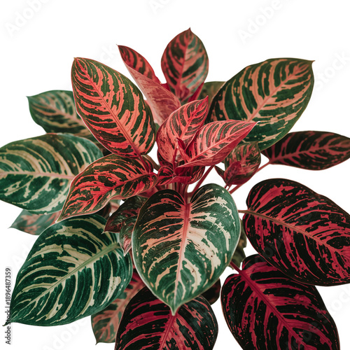 Colorful Plant With Patterned Leaves in Indoor Setting During Daytime