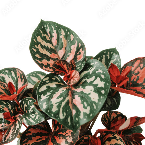 Plant With Green and Pink Leaves in a Bright Setting on a White Background