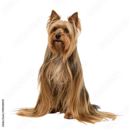 Cute Yorkshire Terrier Sits Calmly on a White Background During Indoor Time
