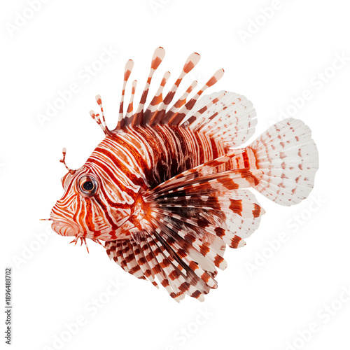 Colorful Lionfish Swimming in Clear Water With Fins Spread Wide