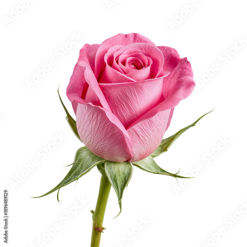 Pink Rose With Layers of Petals in Bright Light on a White Background
