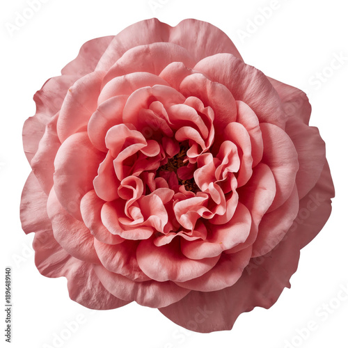 Beautiful Pink Flower With Layered Petals on a White Background During Daylight