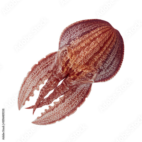 Unique View of a Squid Showing Its Body Structure and Features in Detail