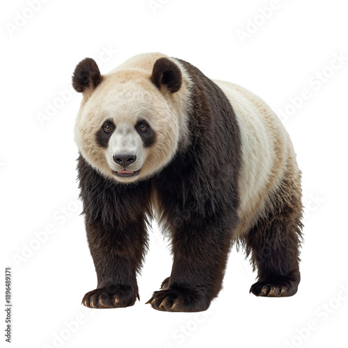 Panda Stands on All Fours Looking at the Viewer in a Studio Setting With Whit...