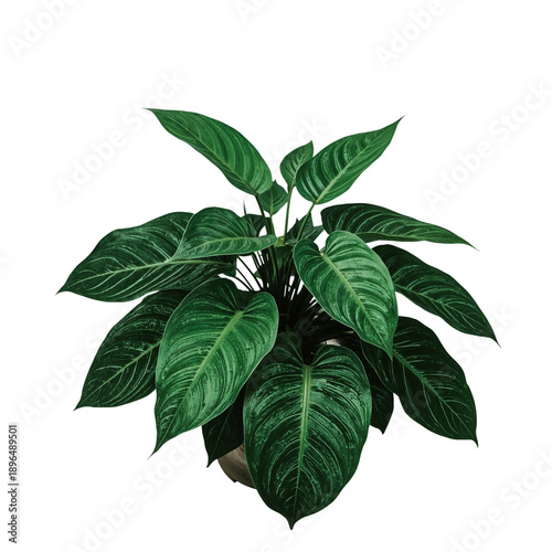 Houseplant in a Simple White Pot Placed Indoors on a Table Near a Window for ...