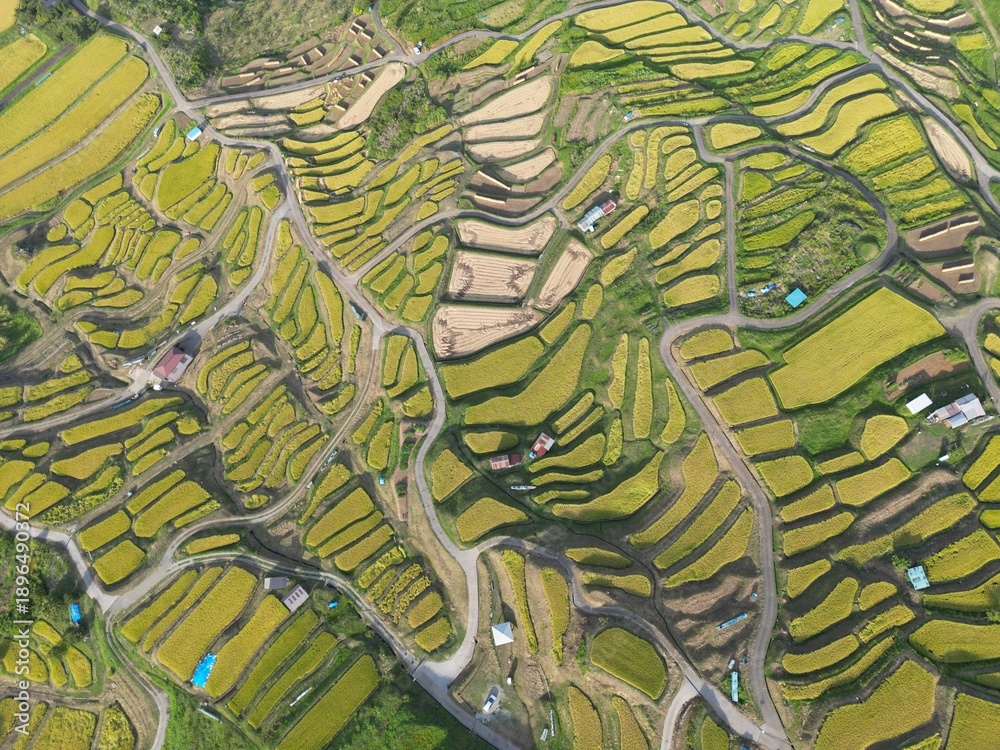 Obraz premium Rizières en terrasses d’Obasute au Japon, vastes cultures de riz vertes en étages entre montagnes sous un beau temps, paysage agricole traditionnel et rural