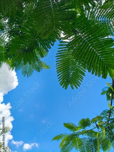 Tropical Green Leaves Framing Blue Sky Background