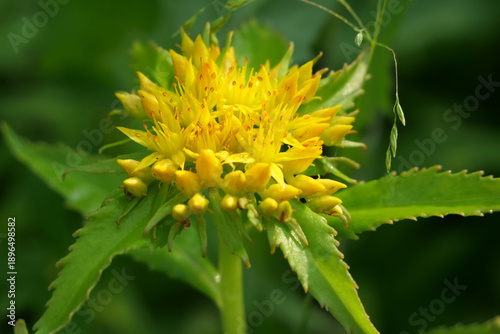 Medicinal plant Golden root, Rhodiola rosea. 
The fat family. Rhodiola rosea in the form of tea is used to relieve fatigue, overwork