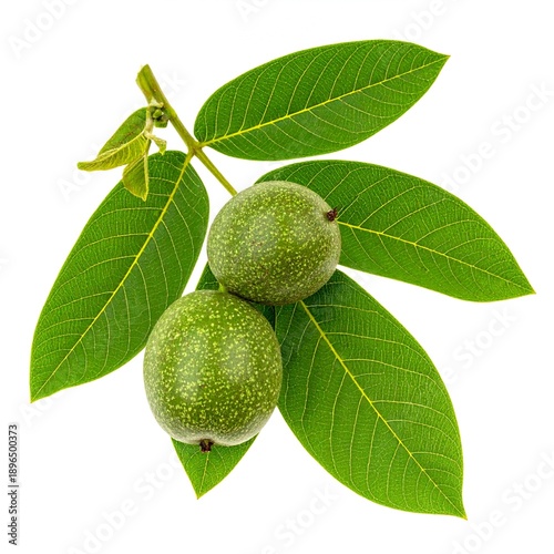 Compound walnut leaves and green unripe walnuts with textured shell isolated on white background, nut tree botanical close-up