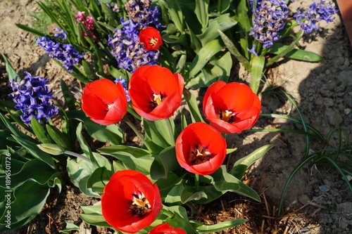 Tulipany wiosenne w ogródku