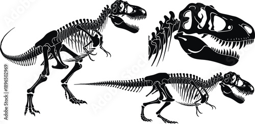 A detailed illustration of dinosaur skeletons and skulls on a white background silhouette