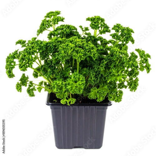 Fresh parsley plant with curly leaves in plastic nursery pot, isolated on pristine white background.