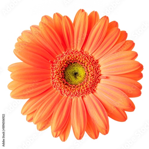 Gerbera Daisy Isolated on White Background, Vibrant Colorful Daisy Flower for Decorative Floral Concept