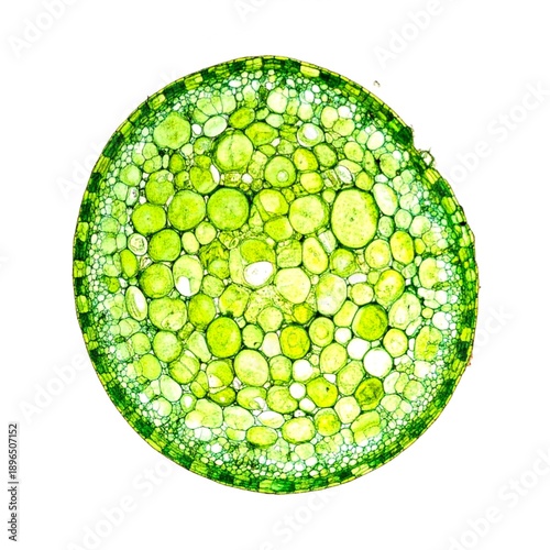 Green Chloroplast Structure Isolated on White Background, Microscopic Plant Cell Organelle Representing Photosynthesis Concept