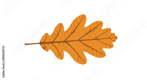 Single Oak Leaf with Stem Illustration.