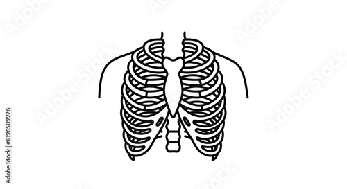 Anatomical illustration of a ribcage stark black silhouette