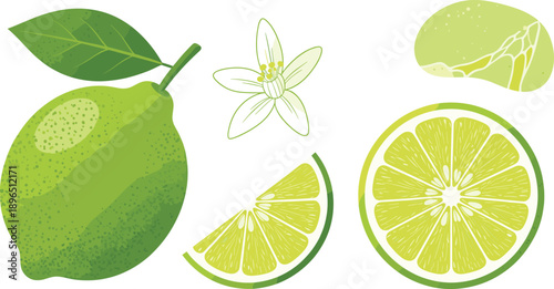 Fresh Lime Set with Whole Fruit, Slice, Half and Blossom Flower Isolated on White Background