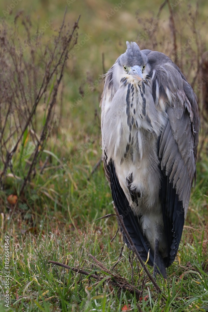 custom made wallpaper toronto digitalAirone cenerino