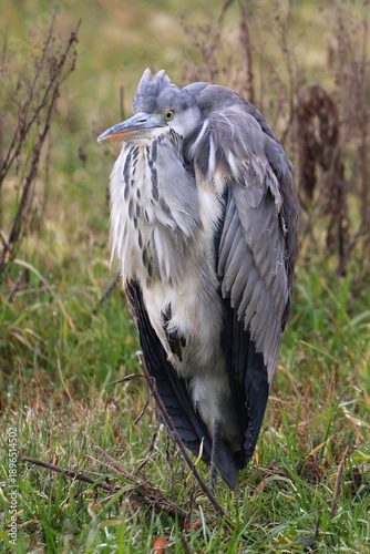 Wallpaper Mural Airone cenerino Torontodigital.ca