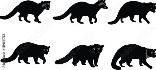 Raccoon silhouette set, wild mammal comparison, animal vector icons, black white graphic, tail mask variation, species anatomy illustration