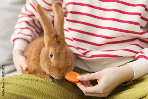 Obraz na płótnie Woman feeding carrot to cute bunny at home, closeup