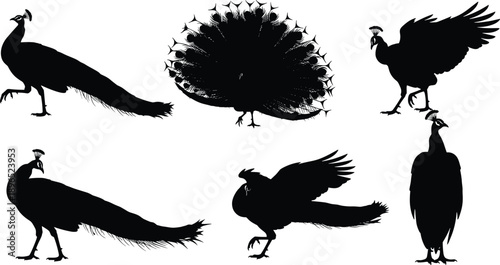 Peacock silhouette illustrations in elegant poses, black bird shapes with fanned tail feathers, nature design, wildlife art and ornament